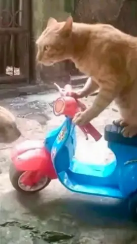 Gato manejando moto #cat #catlover #humor #viral