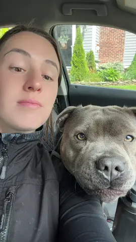 #staffordshirebullterrier #staffy #staffordshire #puppy #puppylove #puppylife #puppygram #puppyoftheday #cute #cuteanimals #cutedogs #fyp #fypシ #fypage 