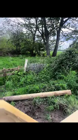 We now have a pathway access into the bigger field.. getting there with hard work & grit 💪🙃 #AlpacaLife #binevenaghAlpacas 🫶🦙🦙🦙💙
