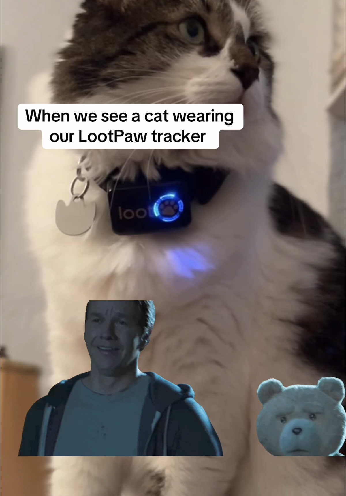A truly beautiful thing to see a LootPaw tracker on a cat 😎😎😎 #catmemes #catmeme #lootpaw #funnycats #funnycat #catmemesdaily #dailycatvideos #dailycatmemes #cats #cat #tracker #cattracker #tiktokcatsforlife 