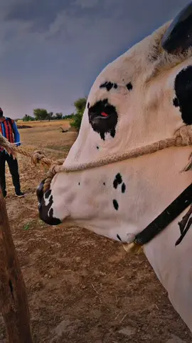 #pakistan #qurbani #cattlefarm #eiduladha #bull 