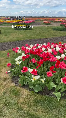 It was still nice, all things considered #tulips #tulipseason #fy #fyp 