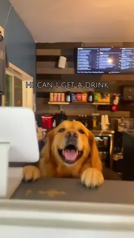 Sorry,it’s new#dog #funny #funnydog #foryou #cute #fyp 