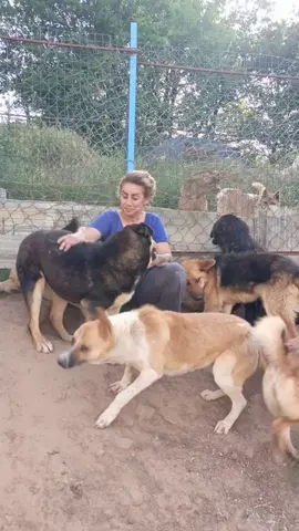 #Animalslover#Sarahjaber#wholovesanimals #Animalslover #dogsneedlove #dogslover #Animalslebanon #animalsneeded🙏🙏🙏🙏🙏 #dogsneedlove #Helpanimals #straydogs #Helpanimals #animalsneeded🙏🙏🙏🙏🙏 #animalsstreet#محبي الحيوانات الاليفه#محبي الكلاب#dogsshelter#