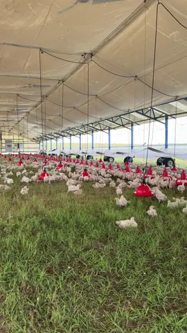 Good Morning from Georgia!  . . . . . #pasturebird #thecleanchicken #pasturepoultry #pastureraised #freshprotein #foodismedicine #farmerpaul #farmlife #familyfarmlife #farm #regenerativeagriculture #regenerativemeat #regenerativefarming #biomimicry #cattle #nature #healthiswealth #youarewhatyoueat #georgia 