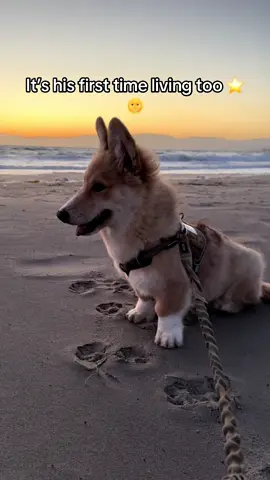 Apollos first beach day #apollothecorgimute #dog #dogsoftiktok #beach 