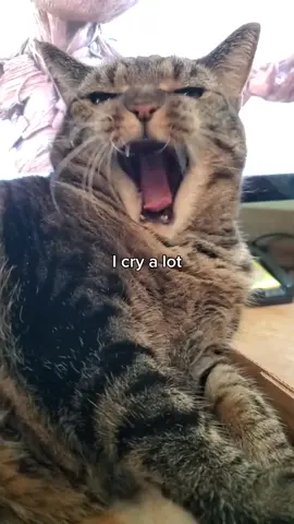 #pleaserepost #followme #catsoftiktok #foryoupage #fyp 