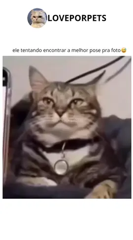 #animaisengraçados 