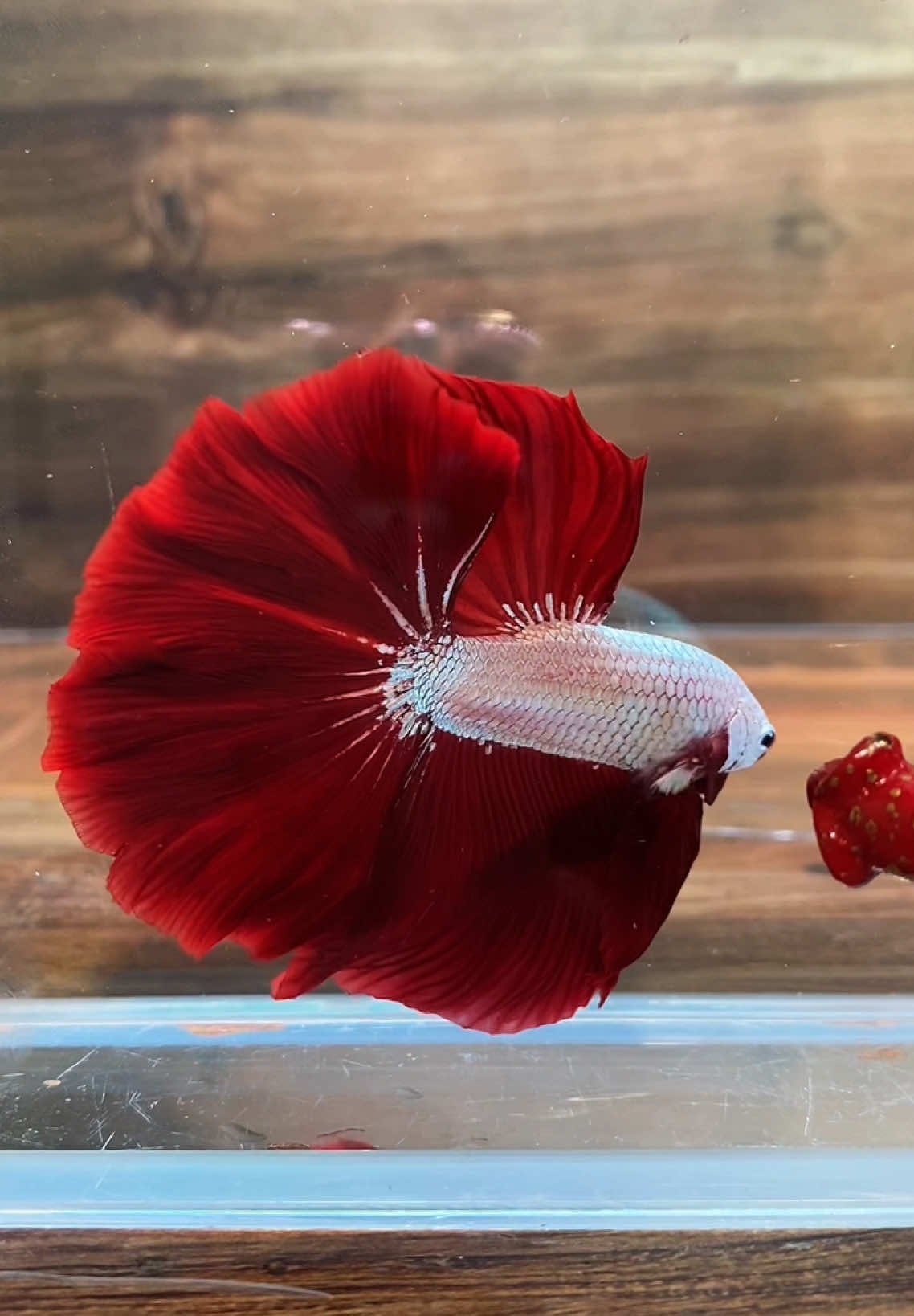 HALFMOON RED DRAGON #fishkinian #fishkinianstore #fishkinianaquatic #fishkinianoffical #cupang #cupanghias #cupanghiasindonesia #CapCut #capcut #JJCapCut #bettafish #foryou #lelang 
