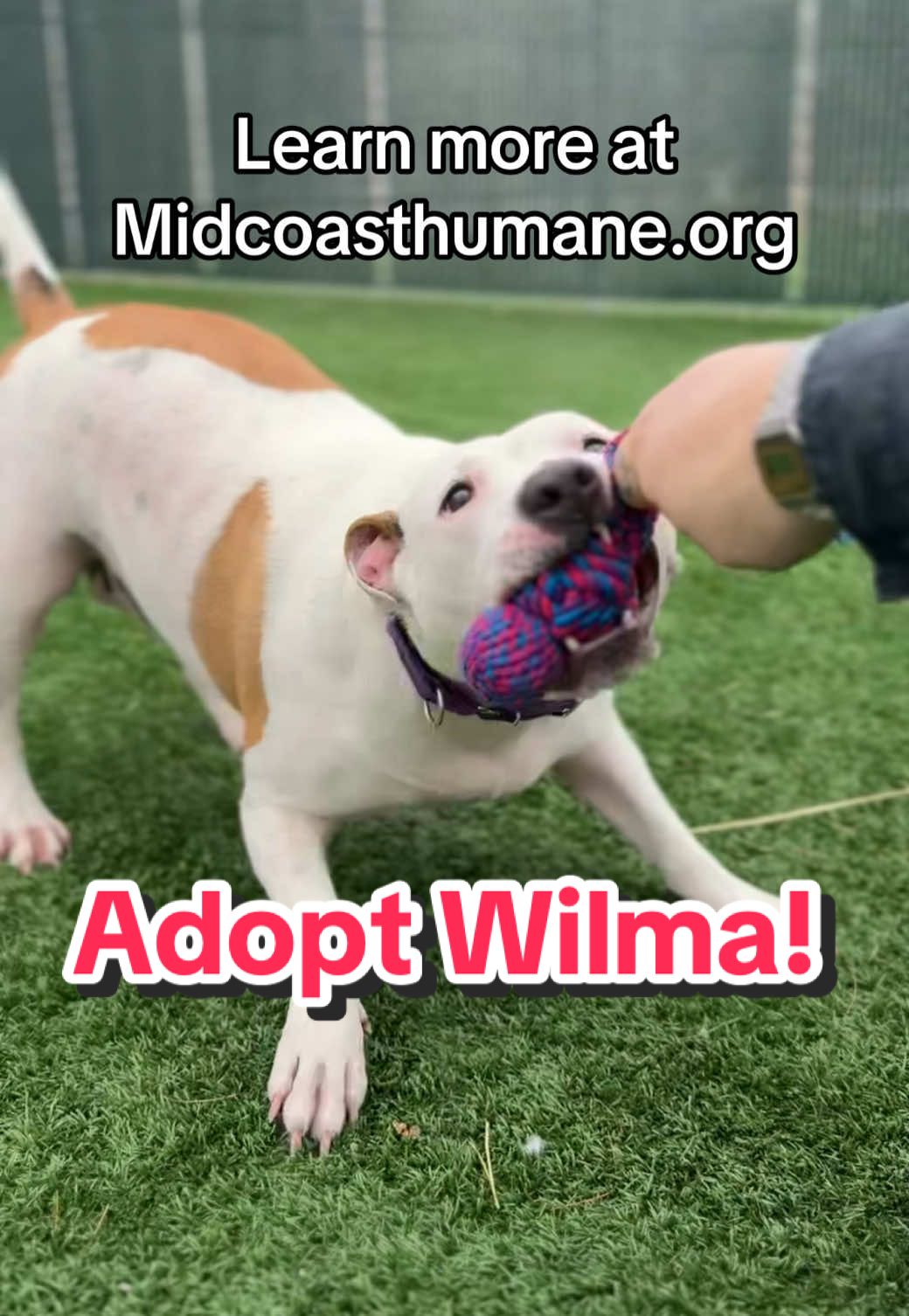Adopt Wilma! Learn more at Midcoast Humane @Midcoast Humane #adopt #rescuedogs #animalshelter #adoptionjourney 