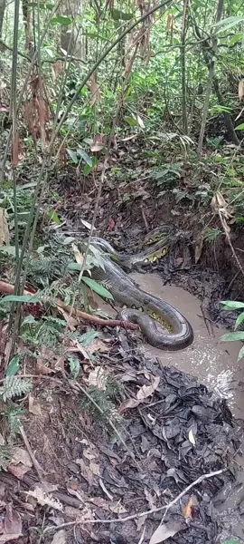 encontramos una fiera ... la famosa ANACONDA... #pucallpaperú🌴🦜🐍🐢🦥 #anconda #fiera #selva #tik #tok #virl #peruana #cap #cut 
