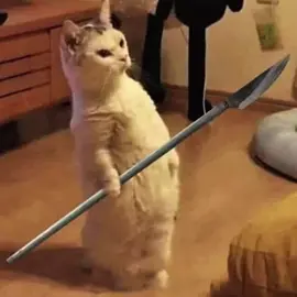 Nam mô 😻