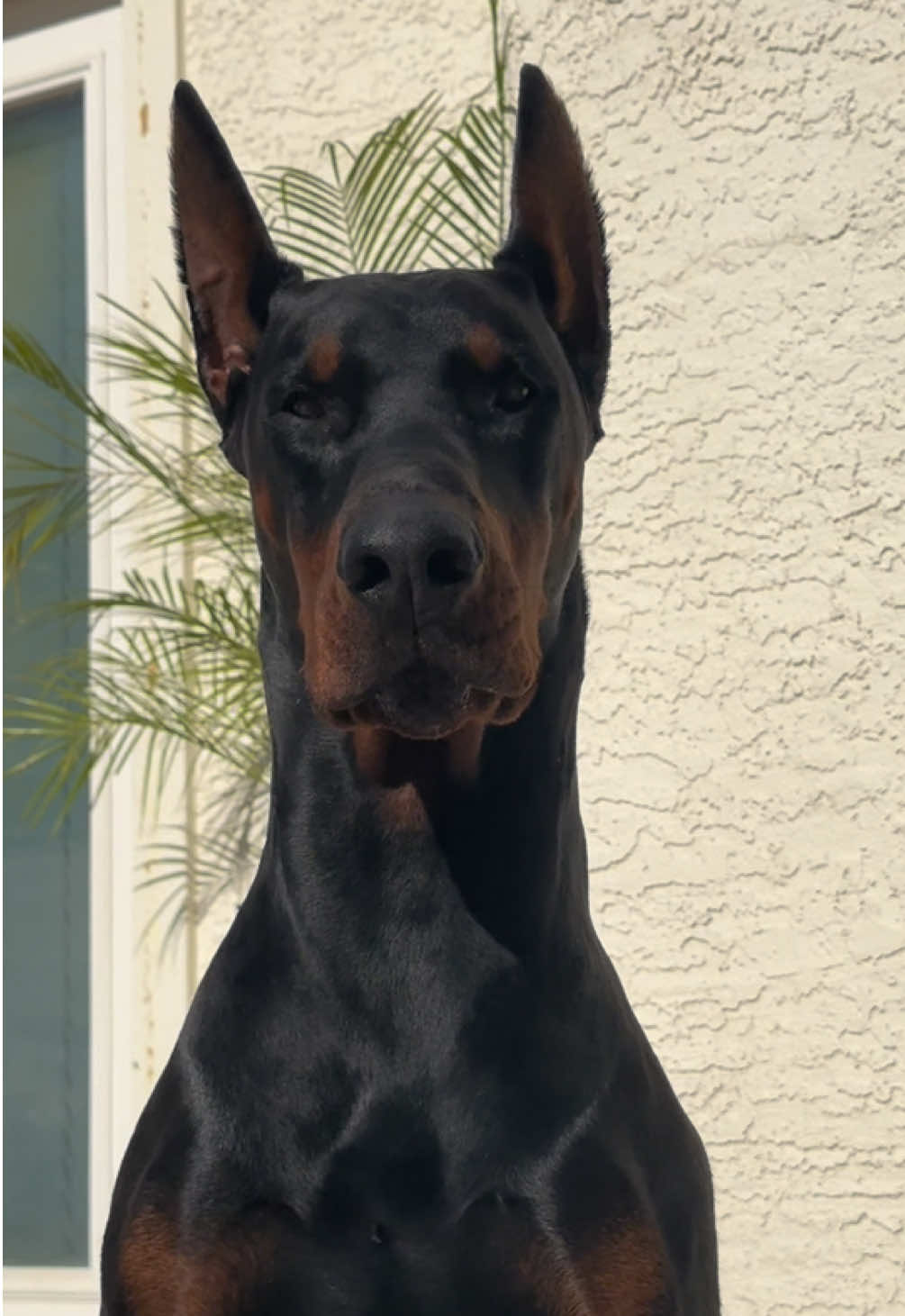 Bad guy 🦍🥷 of your nightmares xx  #doberman #fyp #scarydog #scarydogprivilege #bigdog #badguy #dobermans_of_tiktok 