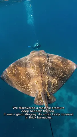 Farewell, silent warrior of the sea. 🌊   #StingrayRescue #OceanRelease #WildlifeConservation #BackToTheOcean #SeaGiants  #rescue #oceanlove #tiktokrescue #tiktokstory #OceanLife #AnimalRescue #oceanfind 