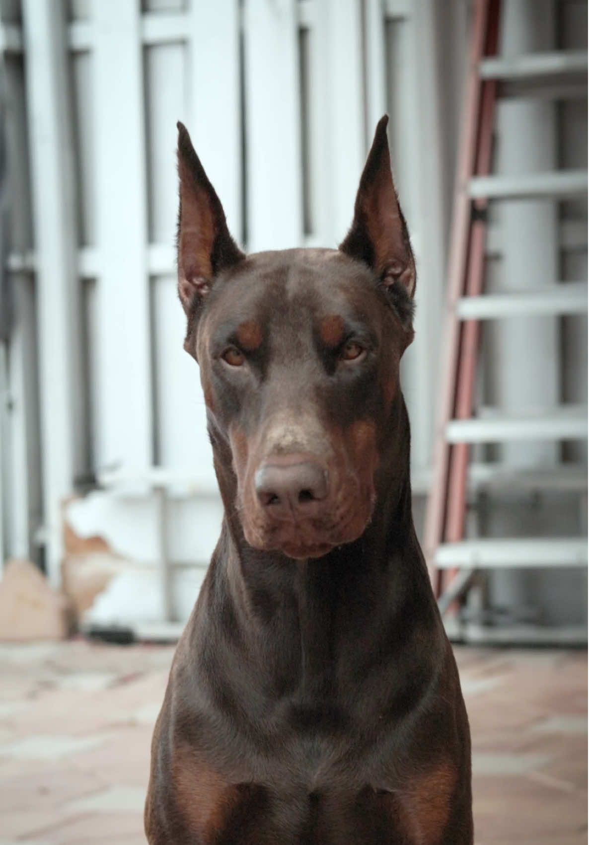 In the dog world , he’s the lion 👑 #doberman #dobermanpinscher 