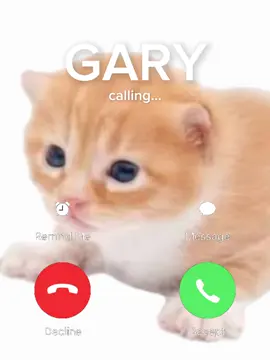 #cat #catsoftiktok #fyp #shitpost #gary #gato 