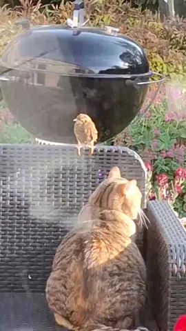 #cats #wtf #funny