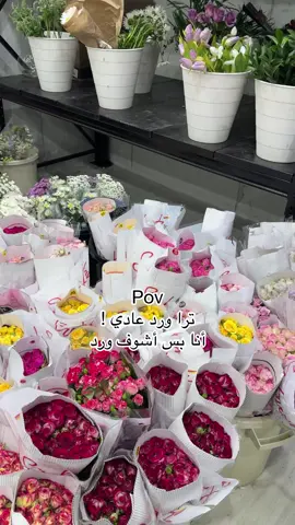 #ورد #ورود_الاحساء 