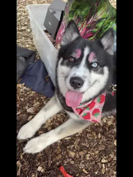 Always pretty in pink #husky #dog #CapCut 