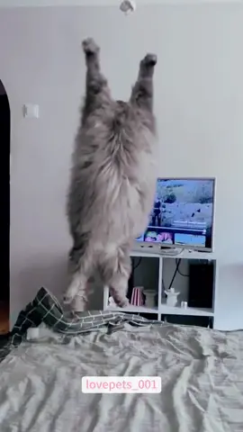 Cat in slow motion.#cats #cutecats #foryou #funnytiktok #funnyvideos #usa #funnyanimals #fypシ #cute #funnycat #catlover #funnypets #viral #funny 