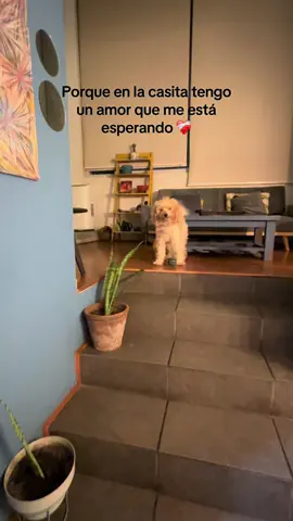 Porque en la casita tengo un amor que me está esperando ❤️‍🩹  @Karol G    #milagros #milagroskarolg #karolg #santiago #chile #colombia #regueton #mascotas #perritostiktokers #perritos #viraleschile #videoviral #trend #tiktokchile #perritos #hijos #cuatropatitas #🐕 #amor #santiagodechile #Otoño 