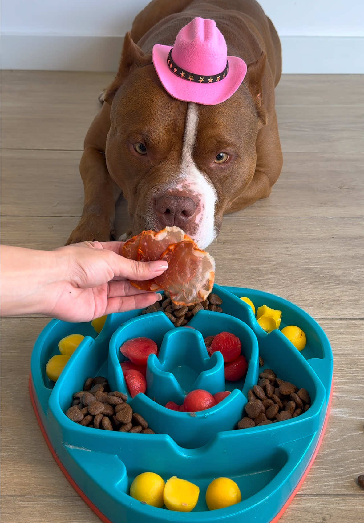 Dinner for Choco🥨