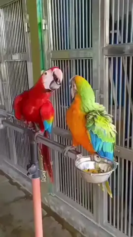 beauty of macaw parrot bird #parrots020 #bird #macaw 