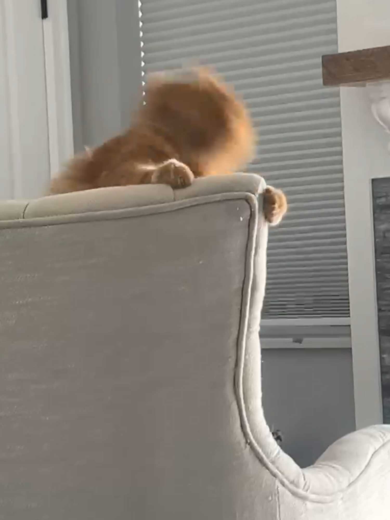 He's orange. All the brain cells fire all at once. 😺 filmed by Melissa Grimes, Licensed by ViralHog