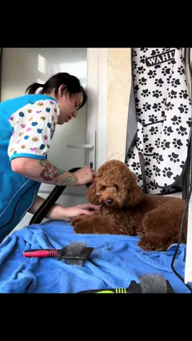 Myla 🐶 #doggroomerlife #cockapoo #toypoodle #gentlehands #fullgroomingsession #dogloverforever 