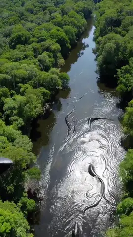 Captured from a helicopter soaring above the dense canopy of the Amazon Rainforest, this breathtaking footage reveals the raw, untamed beauty of the world’s largest tropical jungle. As the camera glides over winding rivers and endless greenery, the lens zooms in on a stunning sight—an enormous anaconda slithering through the shallow, murky waters of a flooded forest floor. With sunlight filtering through gaps in the foliage, the anaconda’s massive, muscular body glistens as it moves gracefully beneath the surface. Patches of its dark olive-green skin, patterned with black blotches, ripple like a living shadow through the water. Surrounding the scene are the ambient sounds of the jungle—chirping birds, distant howler monkeys, and the hum of insect life, adding a powerful sense of immersion. The helicopter circles slowly, capturing multiple angles as the snake weaves between submerged tree roots and fallen branches. The sheer scale of the anaconda, potentially over 20 feet in length, becomes increasingly apparent when compared to the trees and debris nearby. This rare aerial perspective offers a mesmerizing and humbling glimpse into the secretive world of one of nature’s most formidable predators, thriving in its remote and watery domain.