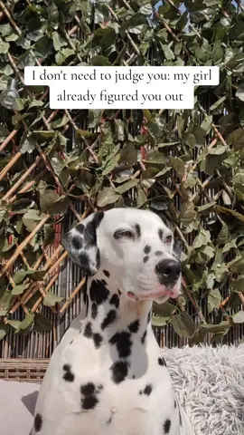 She's a judgey gal & we looove her for it.  #dalmatiansoftiktok #fyp #viralvideos #dogsoftiktok #dalmatian #Summer #dog #judgejudy 