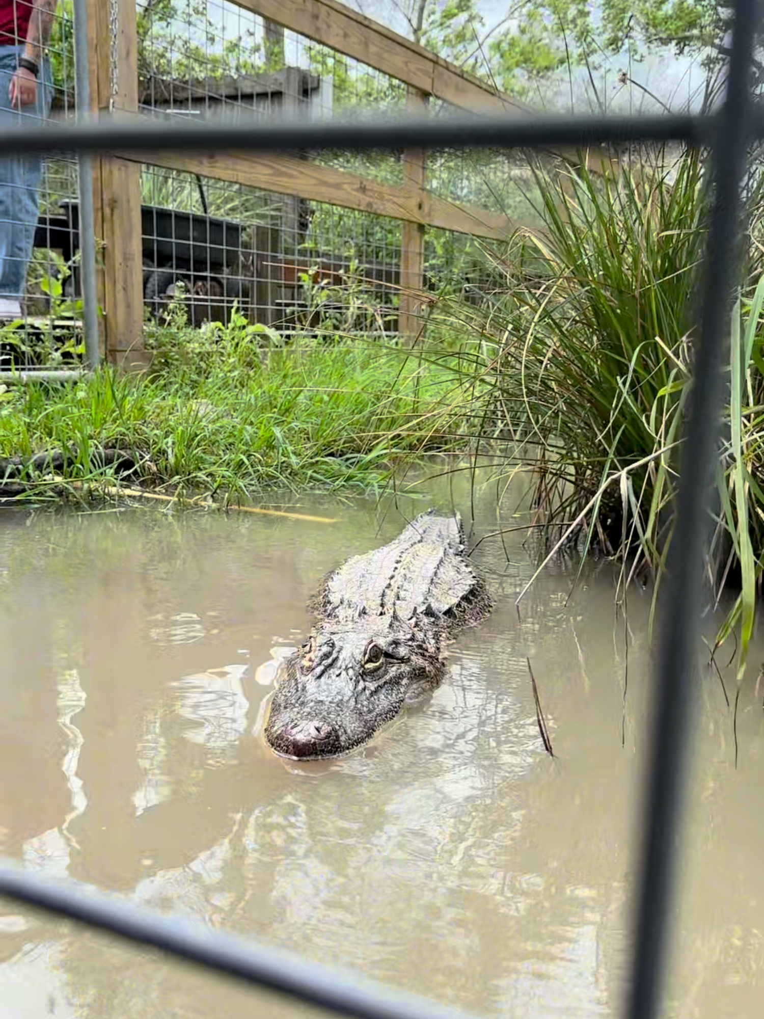 You can meet our new babies here at the aquarium! #AmericanAlligator #Alligator #Gator #Crocodile #CrocodileEncounter #ReptilesOfTikTok #Crocodilian