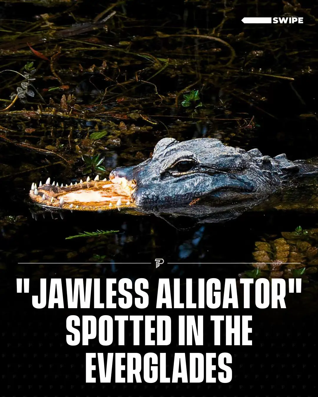 It’s unclear how the animal is surviving, raising the question of whether such cases have been observed in the wild before. #RoadTo18M #Pubity  (Via: IG/@herpingtime)