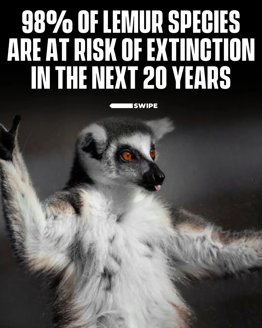 Lemurs, native only to Madagascar, are the most endangered group of mammals on Earth.  #RoadTo18M #Pubity  (📸 via IG/@gorananastasovskiphoto)