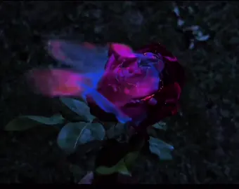 Tv girlllll ()> #tvgirl #rose #fire #real #beautiful #xyzbca #fyp #follow #emo #sleep_king1 