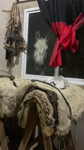 #paratii #viralvideos #campoargentino🌱🌾🌻🐮🐂 #caballos #vanasortearelchancho 