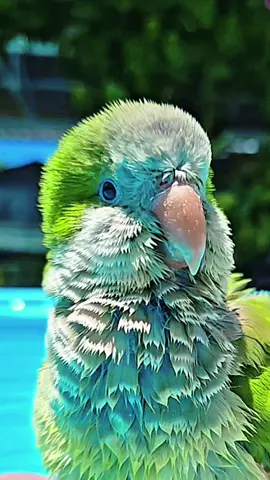 Faster seller #birds #quakerparrot #calopsitas_mansa #parrot #papagaio #animals #animaisnotiktok #slowmotion 