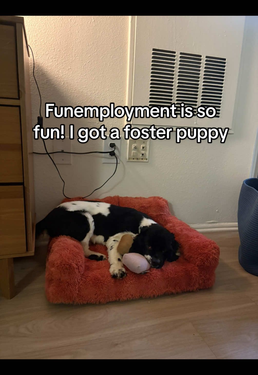 @sod akhtar is funemployed and so I am (I don’t know him but I feel like we need a collab)  Anyways! If anyone wants to adopt baby Derby I will be posting him on my IG stories once he is ready to adopt ❤️❤️ #funemployed #funemployment #funemploymentvlog 