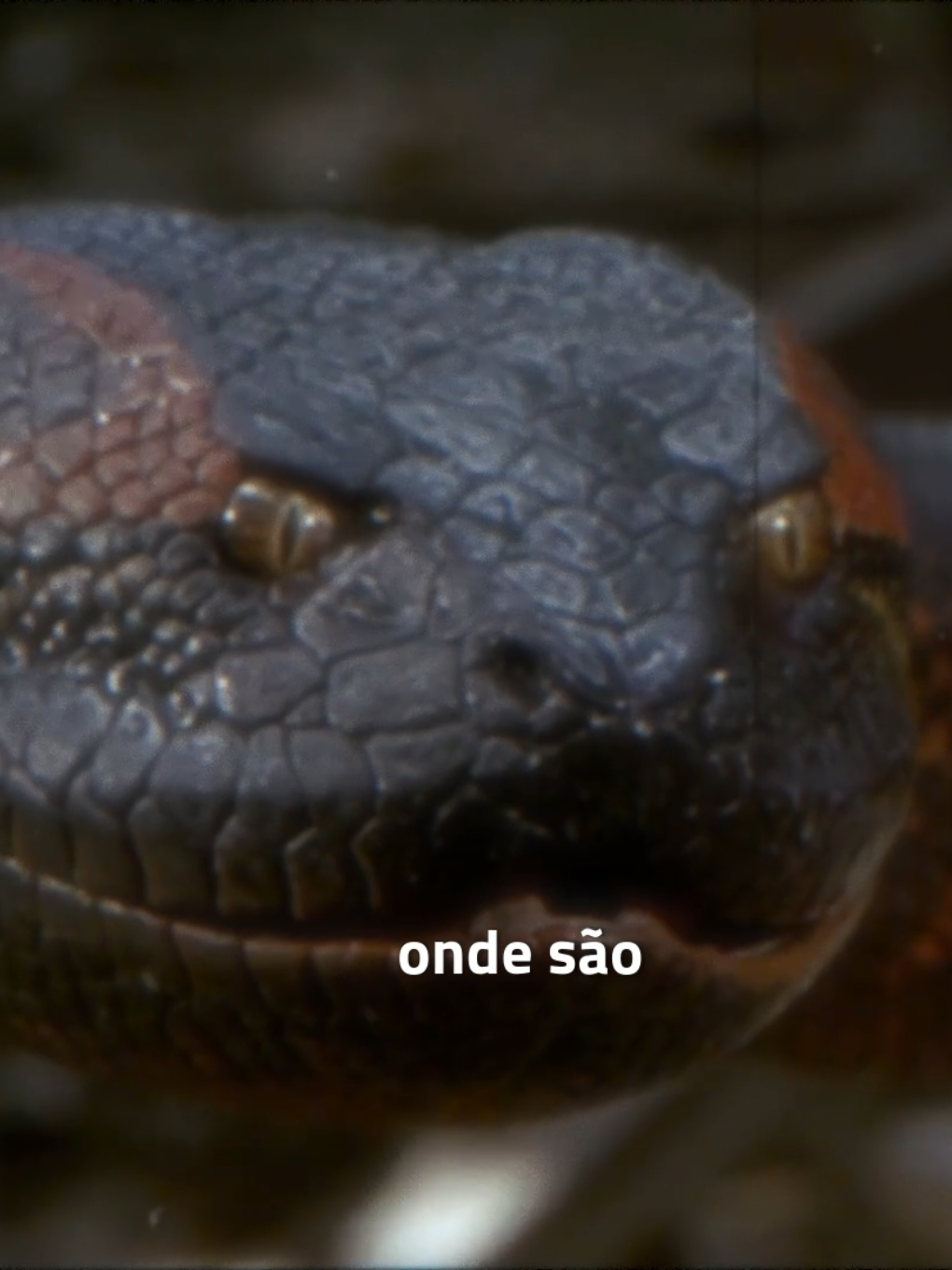 Você sabia disso sobre Anaconda... #anaconda #filmesdeterror #cobra #filmesnetflix #filmesnostalgicos #tiktokmefezassistir 
