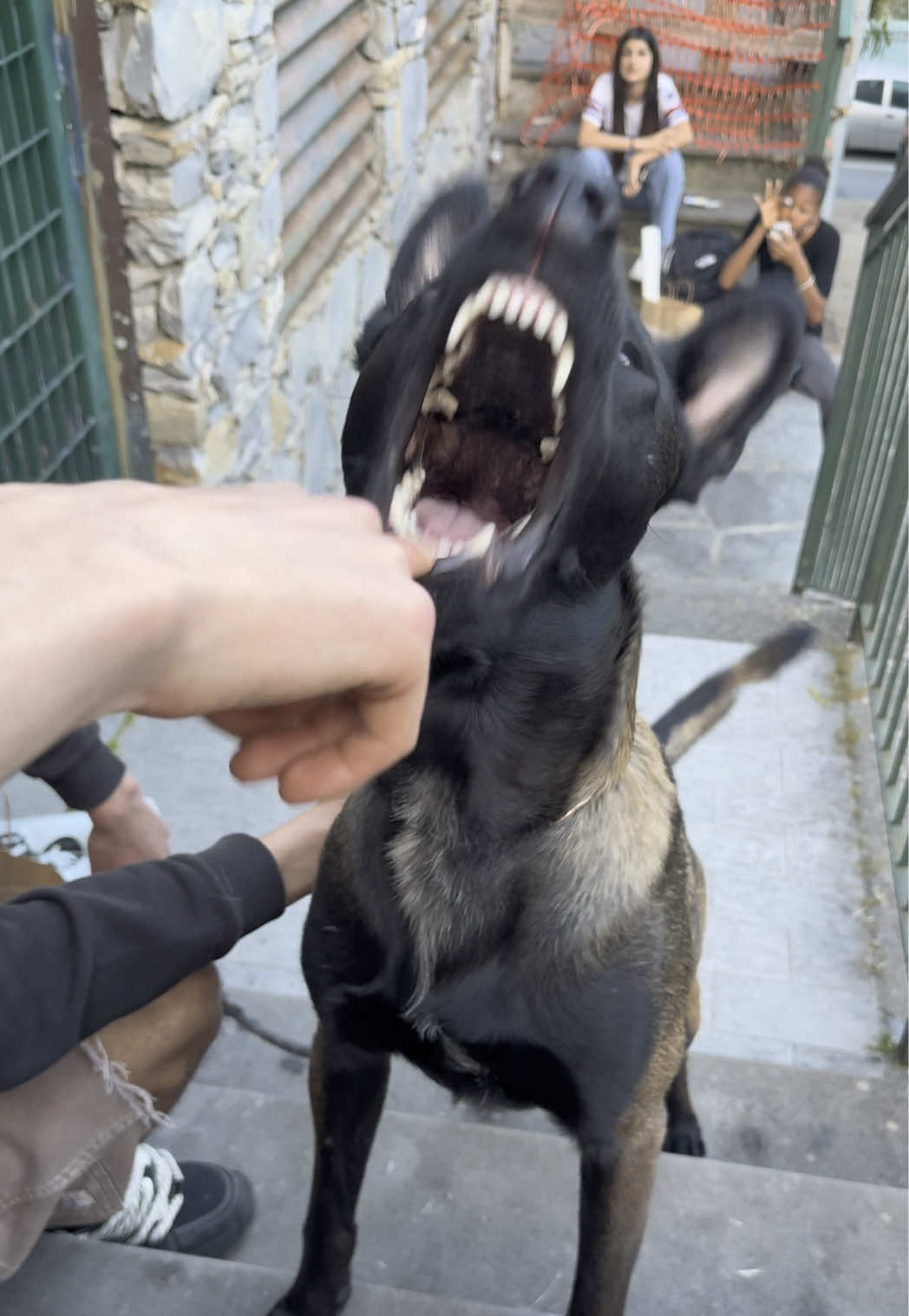 Uuuuughhh😈 #perte #malinois #virale #belgianmalinois #cucciolo #malinoisoftiktok #🇲🇦 #malinoispuppy #malinoislovers #cucciolata 