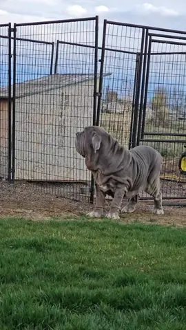 Big Boy. 💙  #bigdogs #ceoofwrinkles #fypシ #viral #mastiff #toadthemastiff 