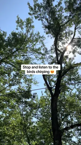 Scientists say listening to birds chirping can reduce stress, anxiety and depression. In honor of Mental Health Awareness month, let this be a “rest stop” and safe place. Remember how loved you are! #birds #fyp #sunshine #sunnyday #kansascity #MentalHealth #MentalHealthAwareness 