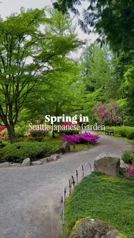 It’s that magical time of year when the wisteria at Seattle Japanese Garden is in full bloom! 🌸🌿 Had to visit before the season ends—trust me, you don’t want to miss this. They’re open every day except Monday. Located within Washington Park Arboretum at 1075 Lake Washington Blvd E. Parking is limited but free! Plan your visit and soak in the beauty 🌸✨  #SeattleJapaneseGarden #wisteria #seattle #washingtonexplored 