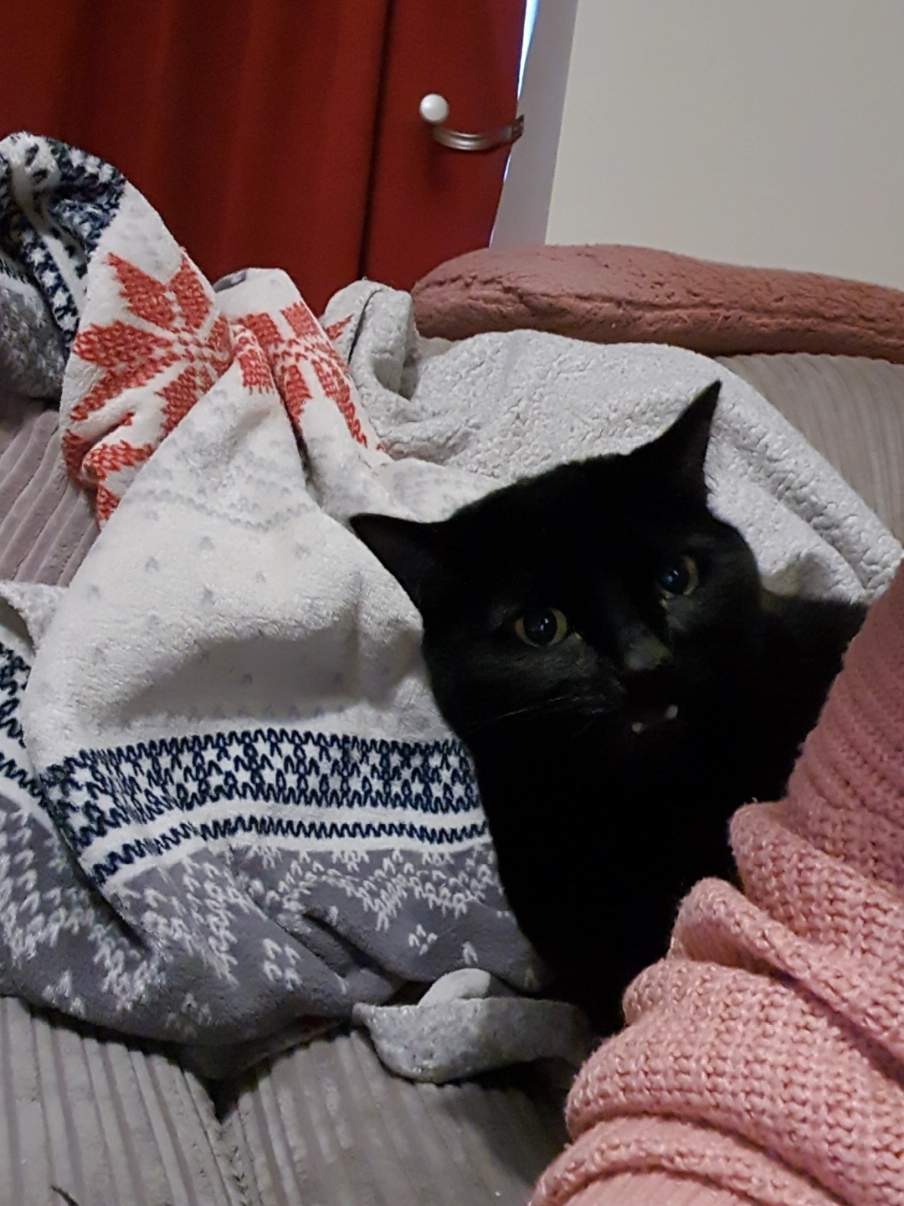 my stiltzkin  few points to be aware of  1. the breading is picked off 2. he doesn't get a whole tendie  3. this is a less than once a month occurrence #fyp #soulmate #soulmated #cats #blackcat #catsoftiktok #catmum 