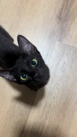 she got a lot to say #gato #fyp #catsoftiktok #cat #car #fy #foryoupage 