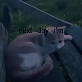 Nope your too late i already died - wifiskeleton #cats #song #lyrics #wifiskeleton #nytliad