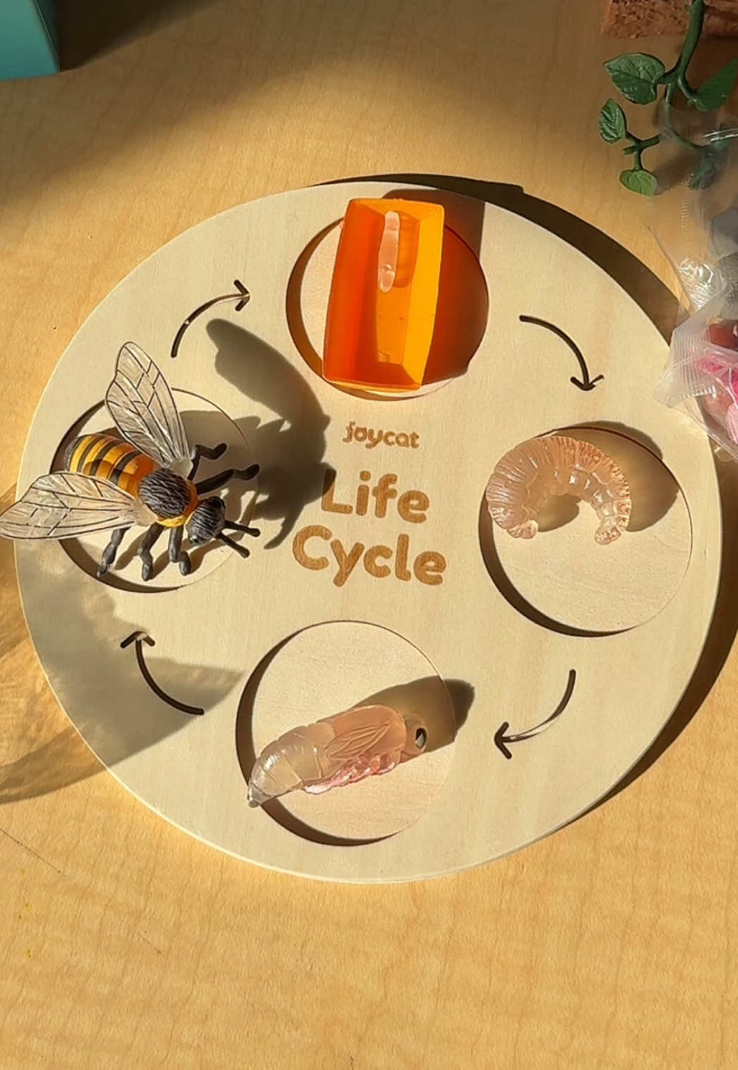 Grabbed this for our center time to keep my kids busy while I’m working one on one at the table with another.  The life cycle cards show the kids each stage so they can play with this totally independently. For older kids, they can flip the cards over to learn about each plant and animal in general, and then learn about each individual stage.  Super cool science activity to use in our homeschool!!! Wish I had something like this in the classroom when I was a teacher. #lifecycle #Science #educational #learninggame #montessori #joycat @Joycat 