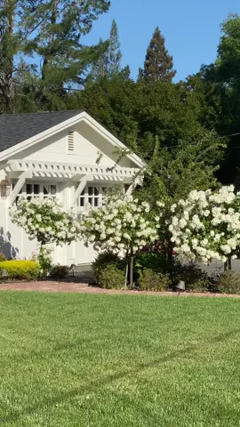 POV: When your black thumb finally turns green… These are Iceberg rose trees (& David Austin Emilie Brontë) & they’ve forgiven every mistake I’ve ever made. #gardentok #icebergroses #blackthumbtogreenthumb #californiagarden #slowliving #gardeninspo #creatorsearchinsights #dreamhomeaesthetic #gardening #marthastewart #nancymeyersaesthetic #gardenproject 