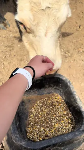 I can finally pet one of the cows!!!!! #cattle #cows #calves #babycows #farmlife #farmlifeisthebestlife 
