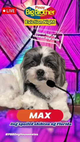 Nagulat kapa talaga sa pagkaka evict mo ha!😂 #CapCut #shihtzu #pbbdogedition #dogsoftiktok 